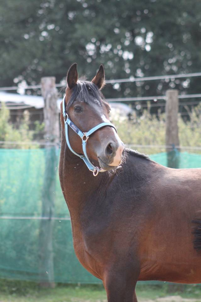 poney,4 ans