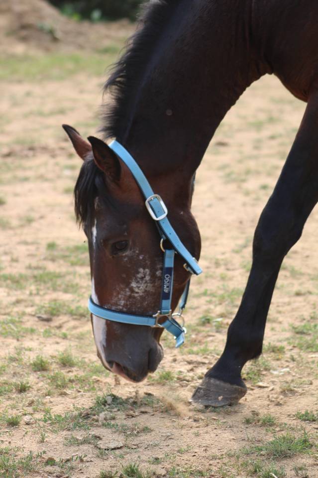 poney,4 ans