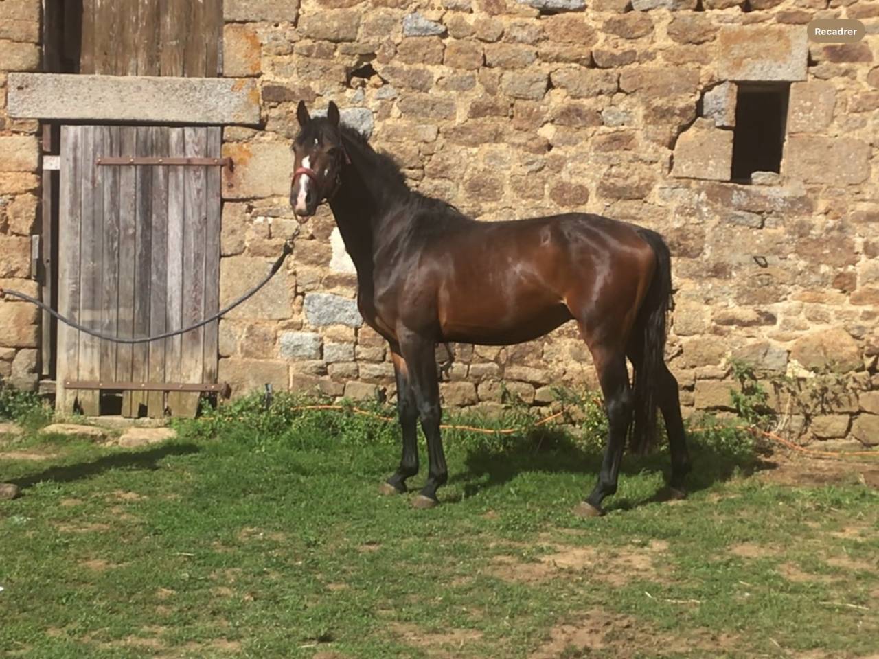 poney,4 ans
