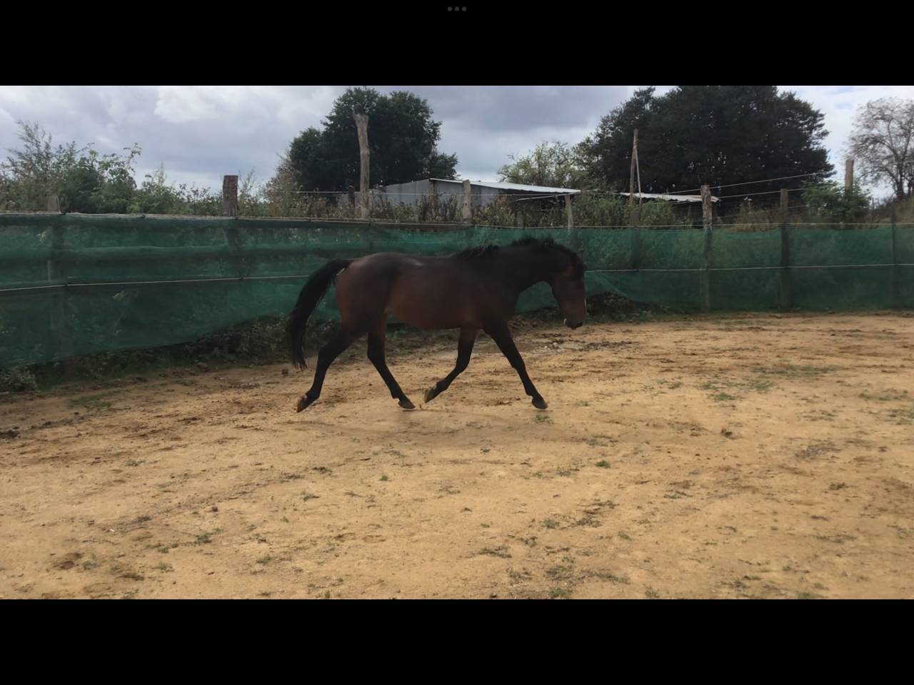 poney,4 ans