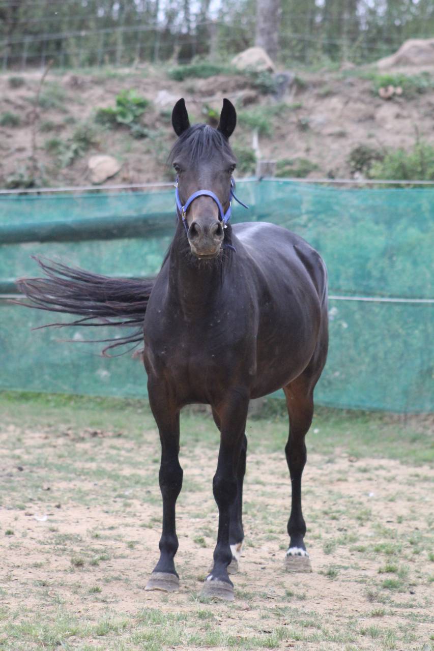 ponette,5 ans