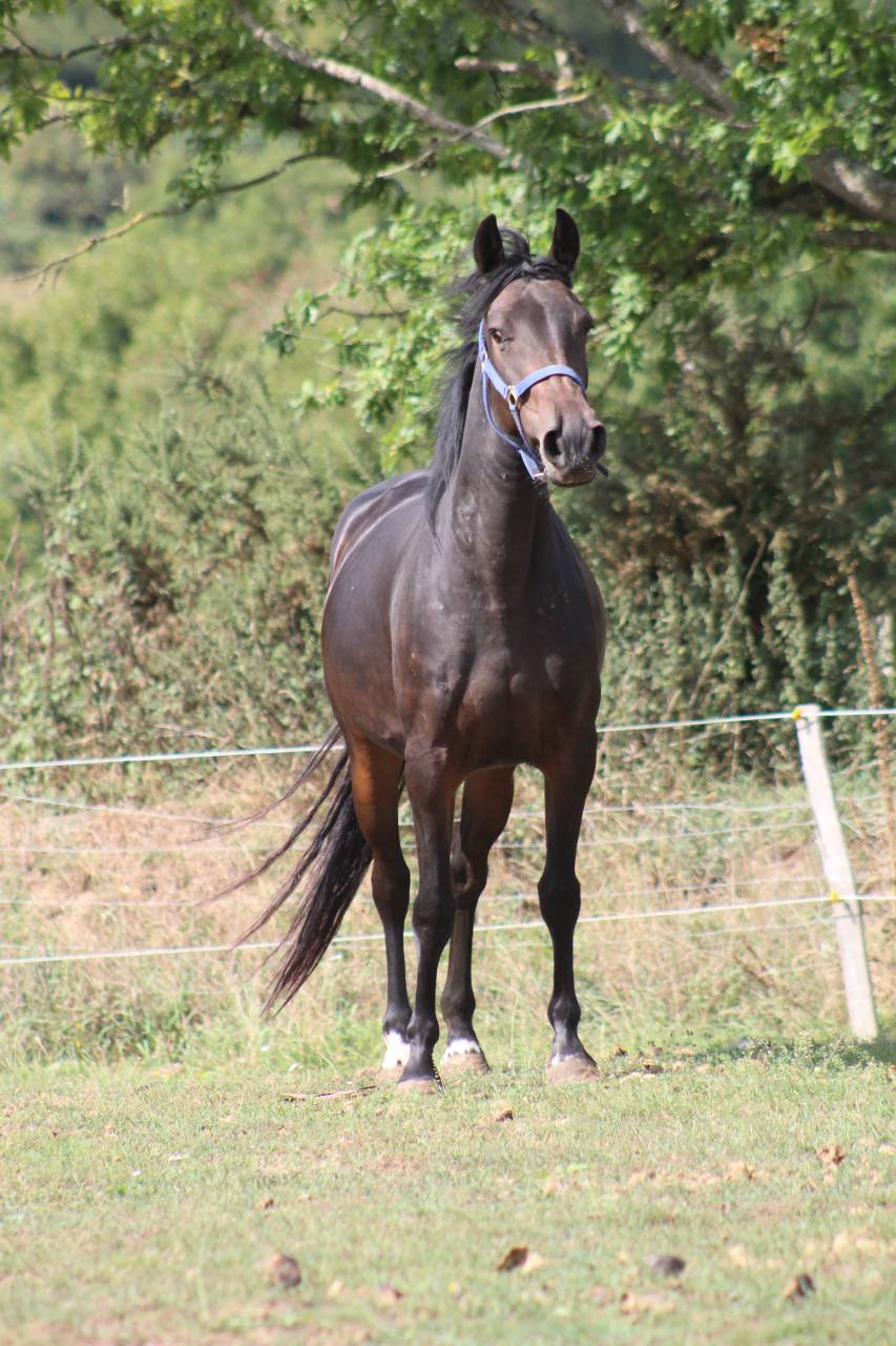 ponette,5 ans
