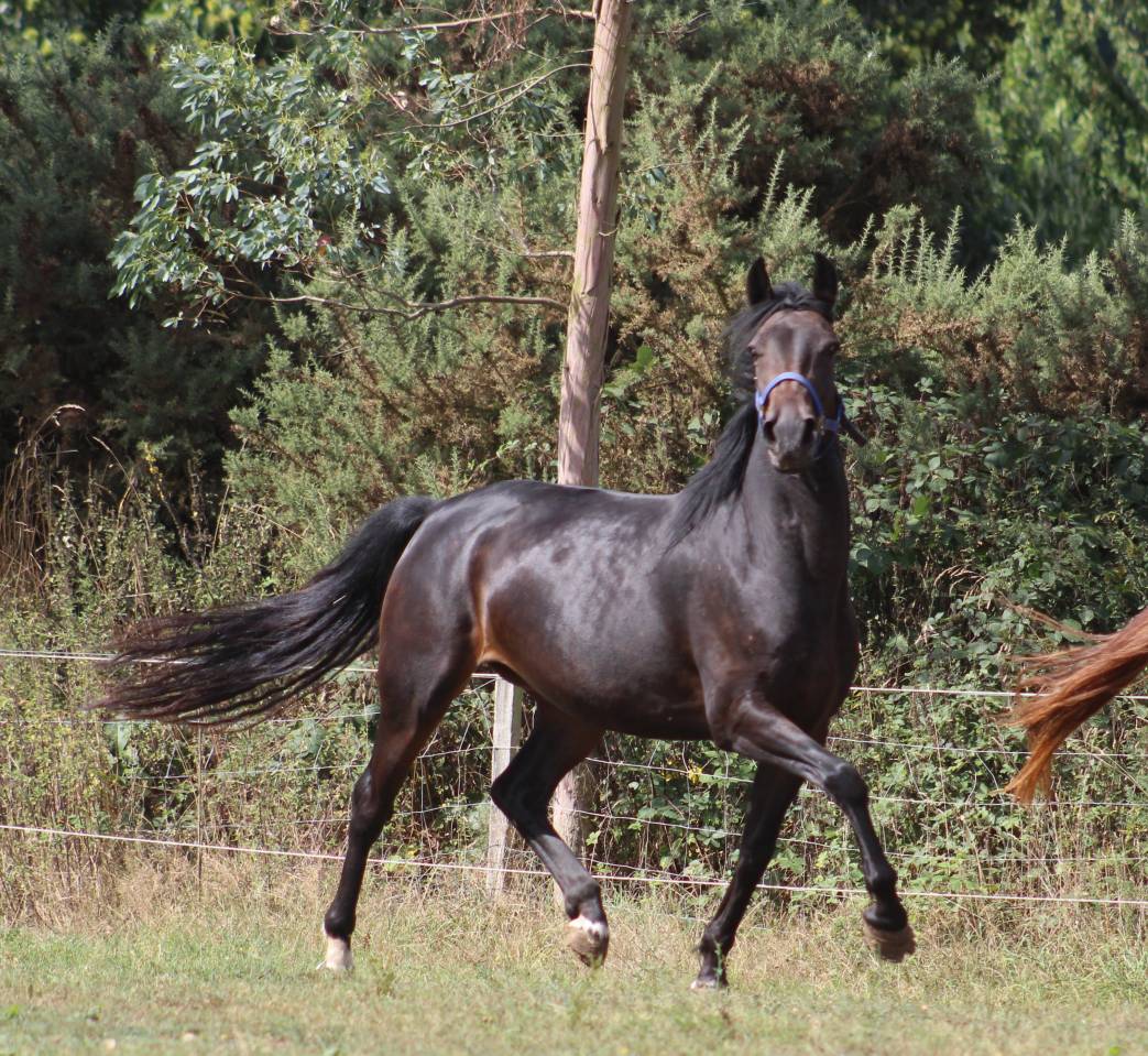 ponette,5 ans