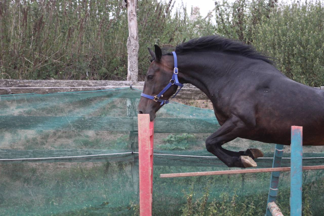 ponette,5 ans