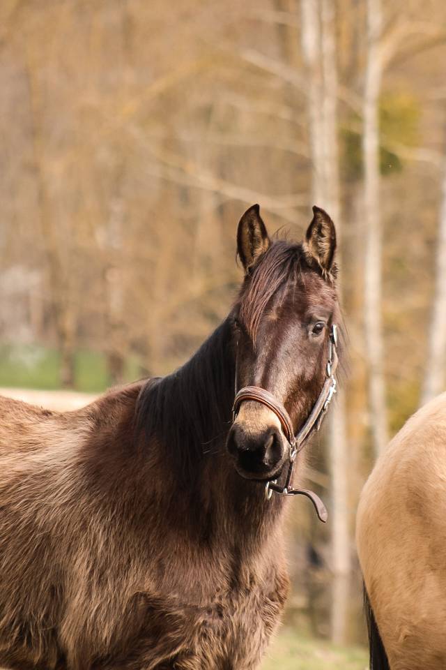 Ponette 4 ans