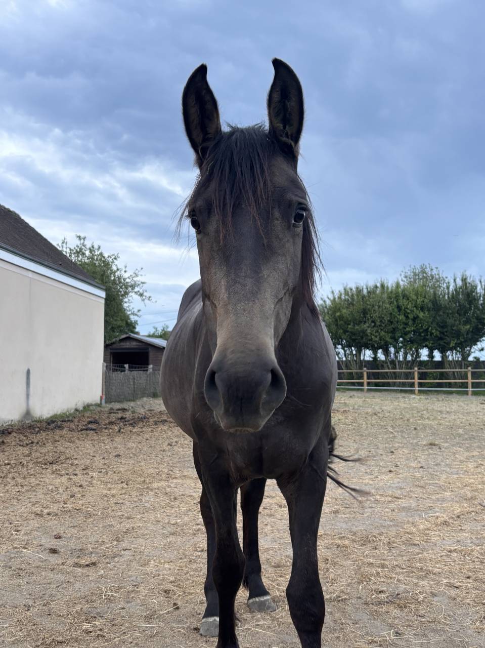 Ponette 4 ans