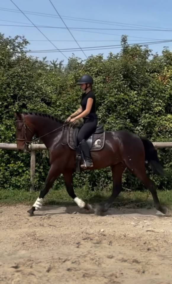 Cheval PRE
