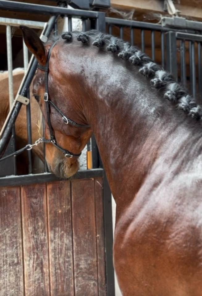 Cheval PRE