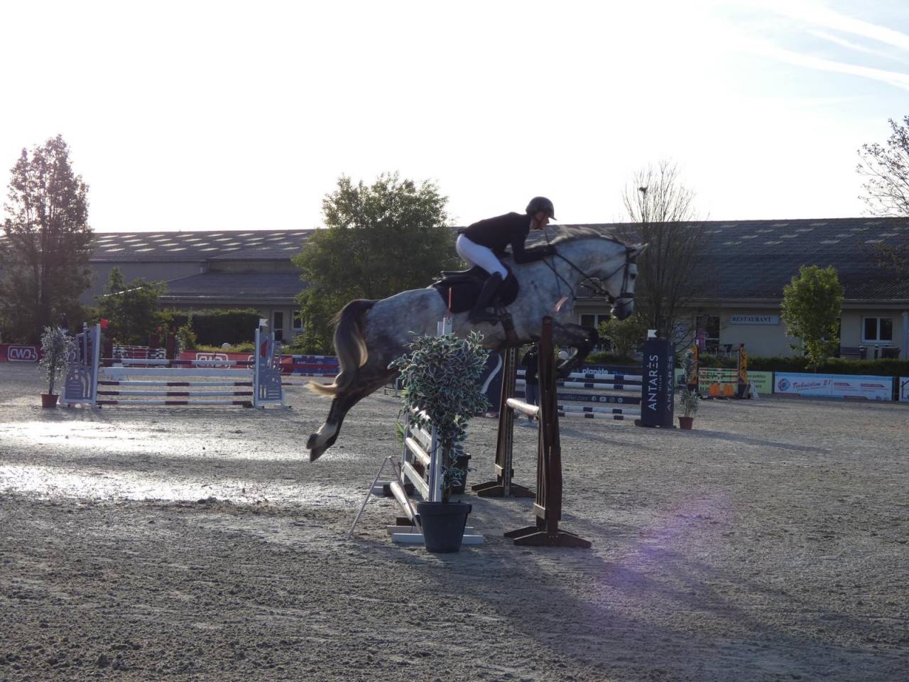 Hongre 6 ans - KWPN