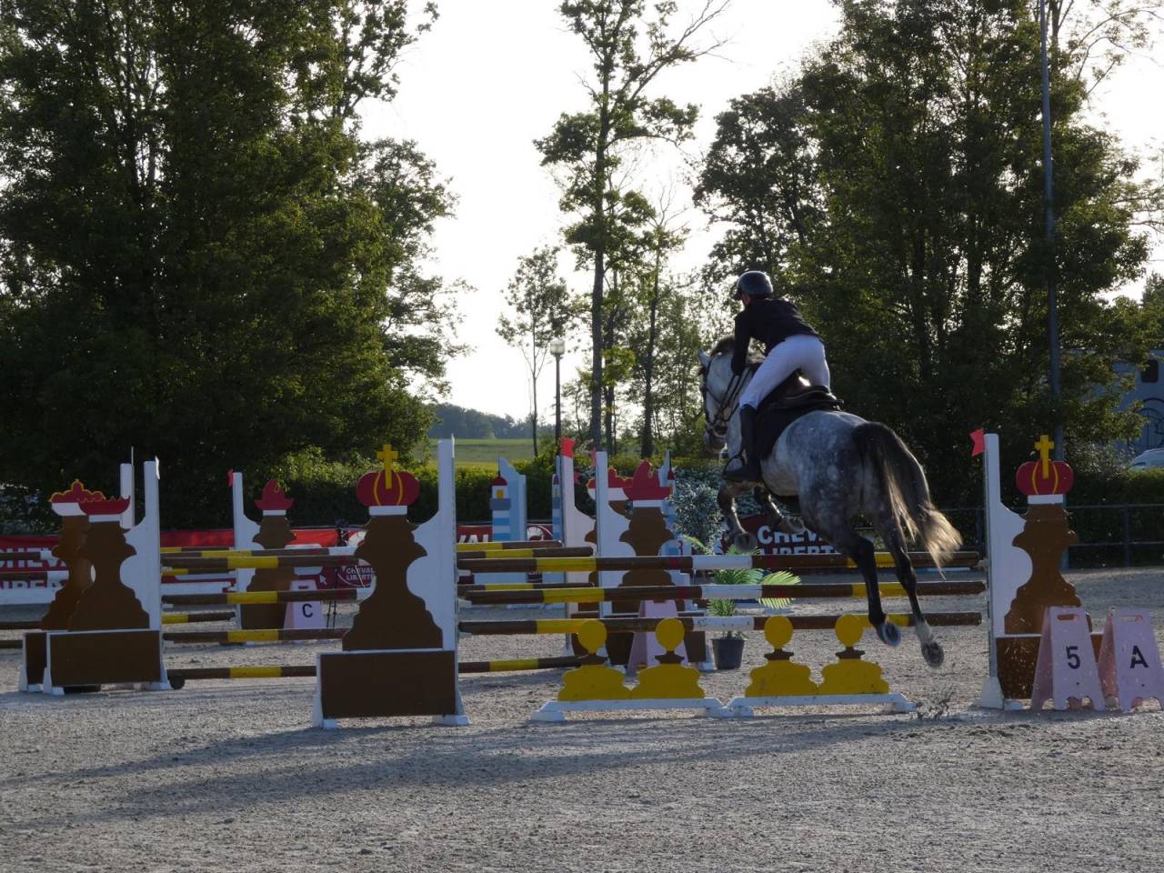 Hongre 6 ans - KWPN