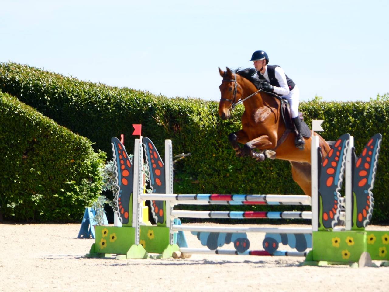Hongre 5 ans - KWPN 