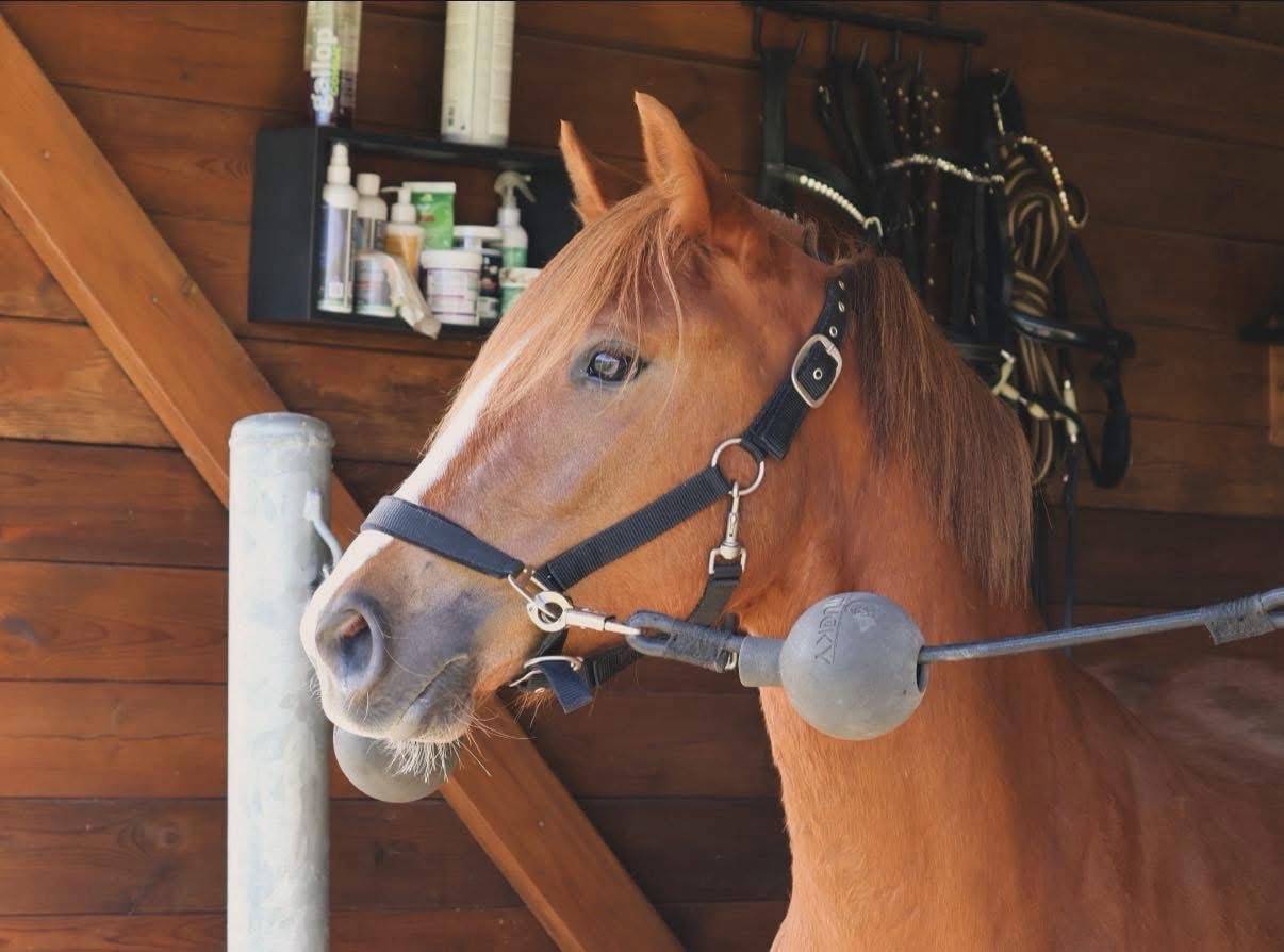 Ponette PFS - 4 ans (dispo en septembre) 