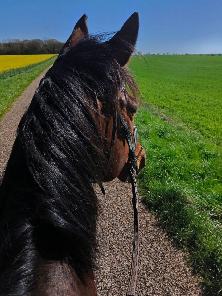 Cheval de famille
