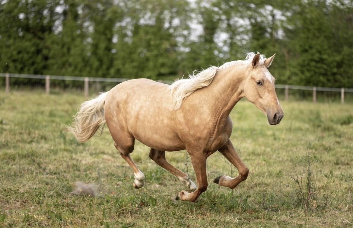 Pouliche pure race espagnole 