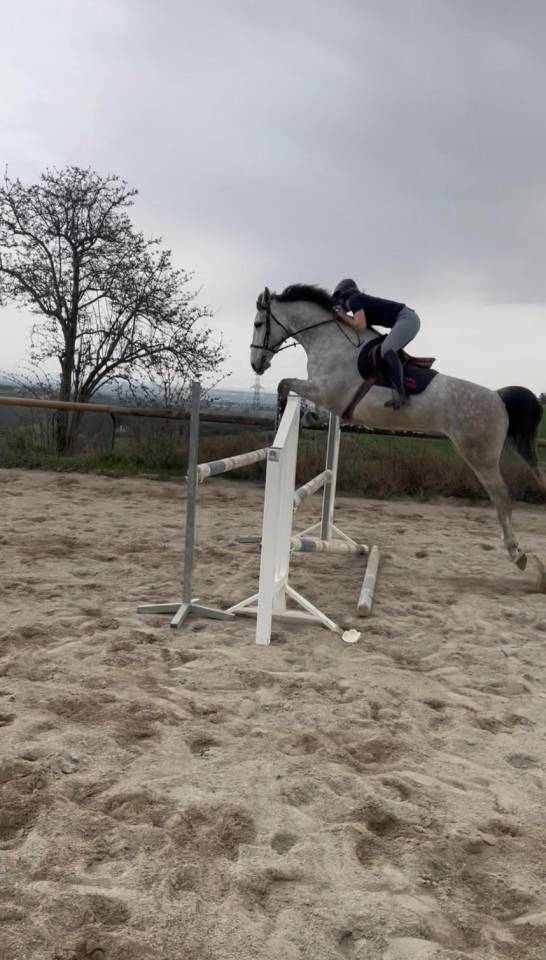 Hongre, 8 ans 