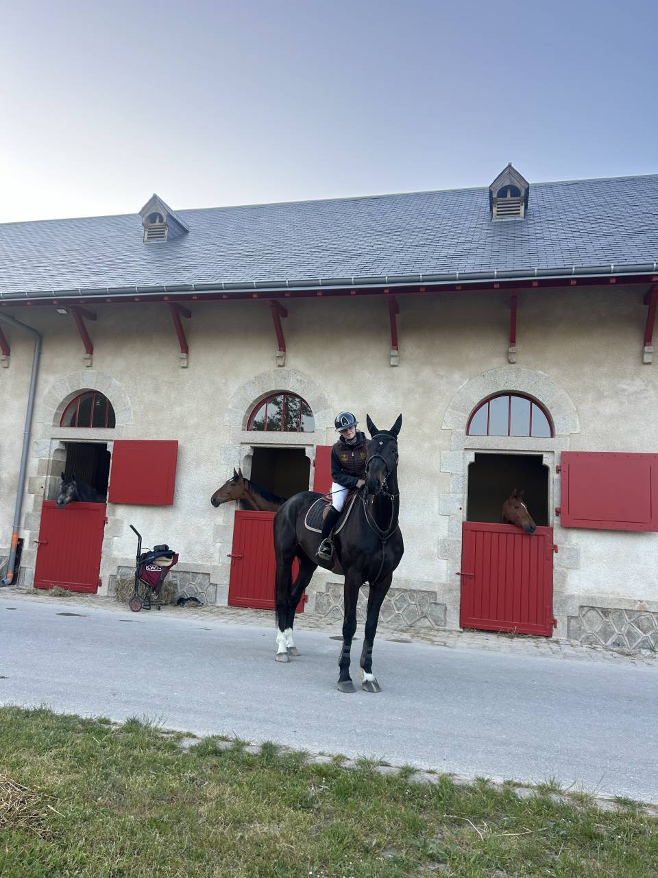 Hongre de 6ans &agrave; vendre