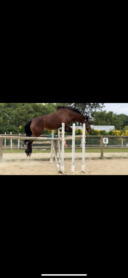 Kira - Jument Jument ONCS &ndash; 11 an