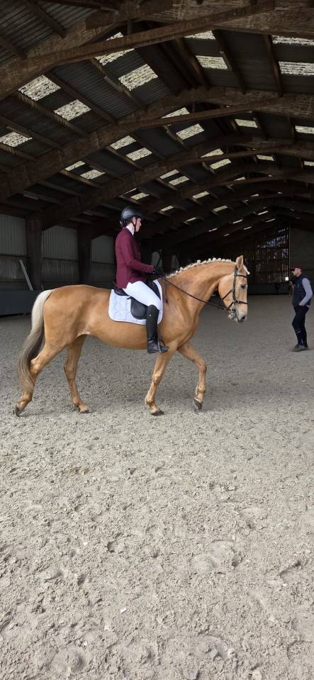 Jument palomino orient&eacute;e dressage 
