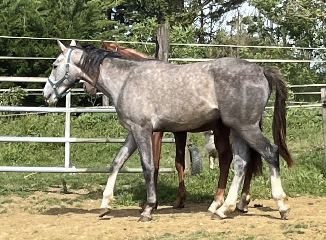 Poulain 2 ans AA