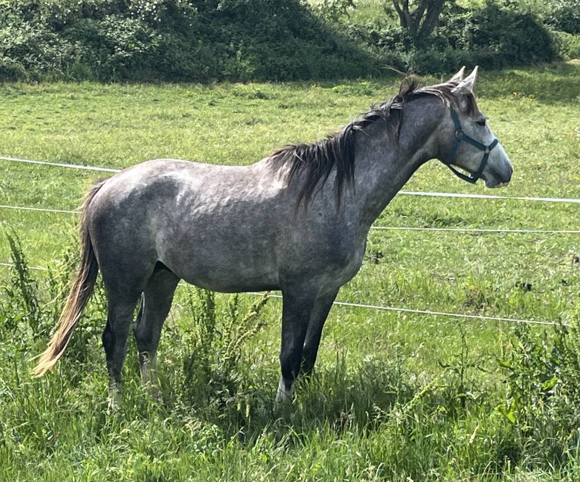 Poulain 2 ans AA