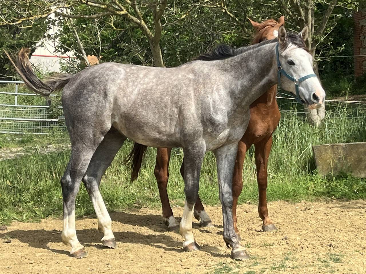 Poulain 2 ans AA