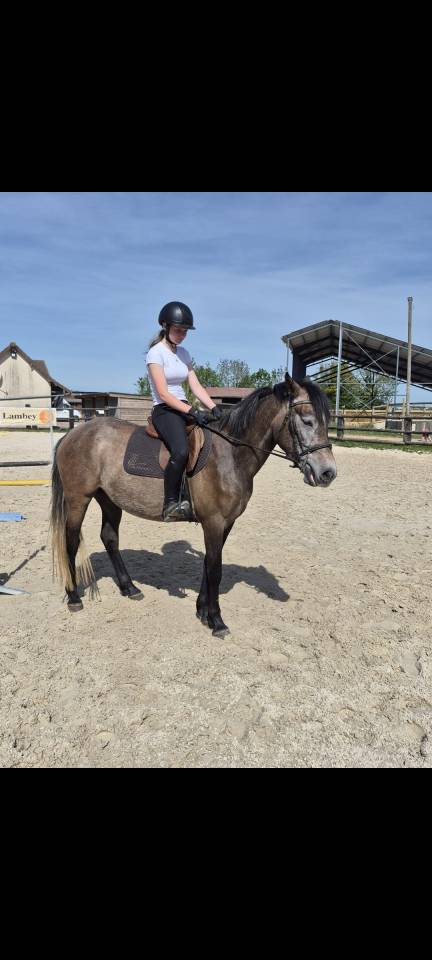 Poney D femelle 4 ans 