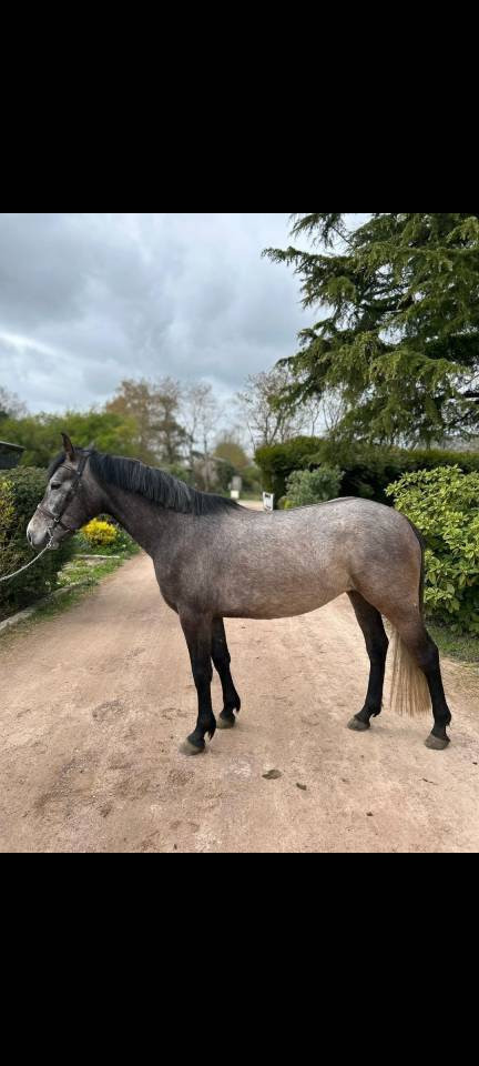 Poney D femelle 4 ans 