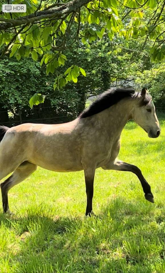 Vente ponette connemara CCE 13 ans