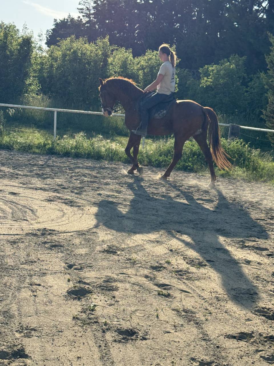 Lusitanien avec lign&eacute;e extraordinaire 