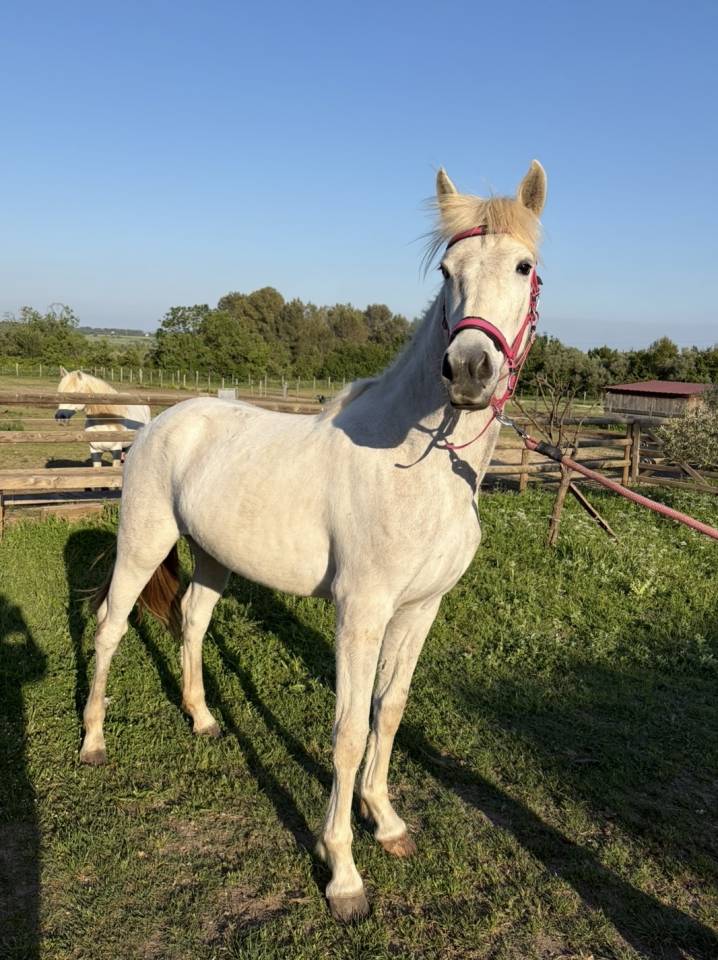 Pouliche PP CAMARGUE 2 ans
