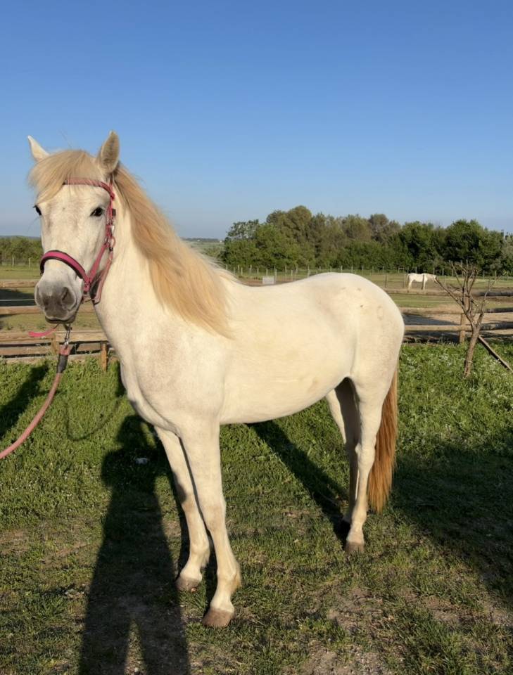 Pouliche PP CAMARGUE 2 ans