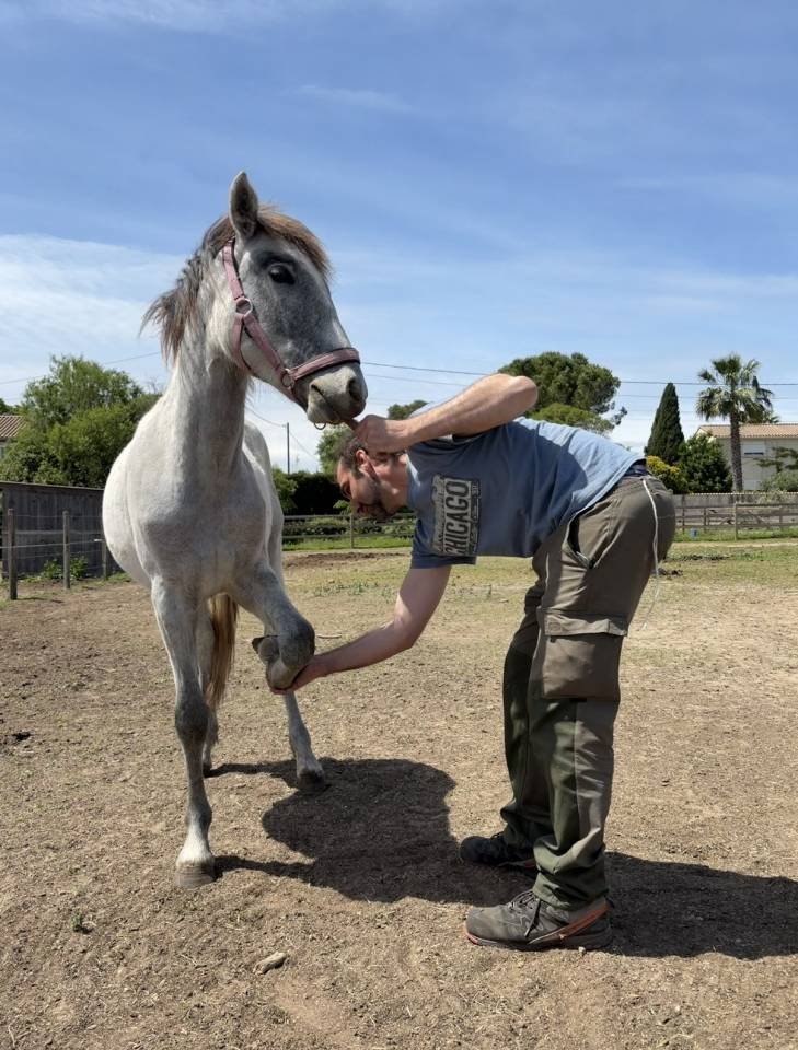 Poulain Camargue PP 1 an