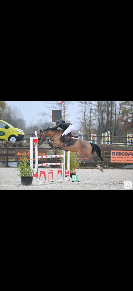 Poney de sport performant 9 ans 1m46