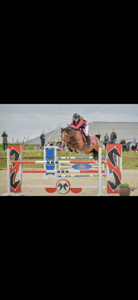 Poney de sport performant 9 ans 1m46