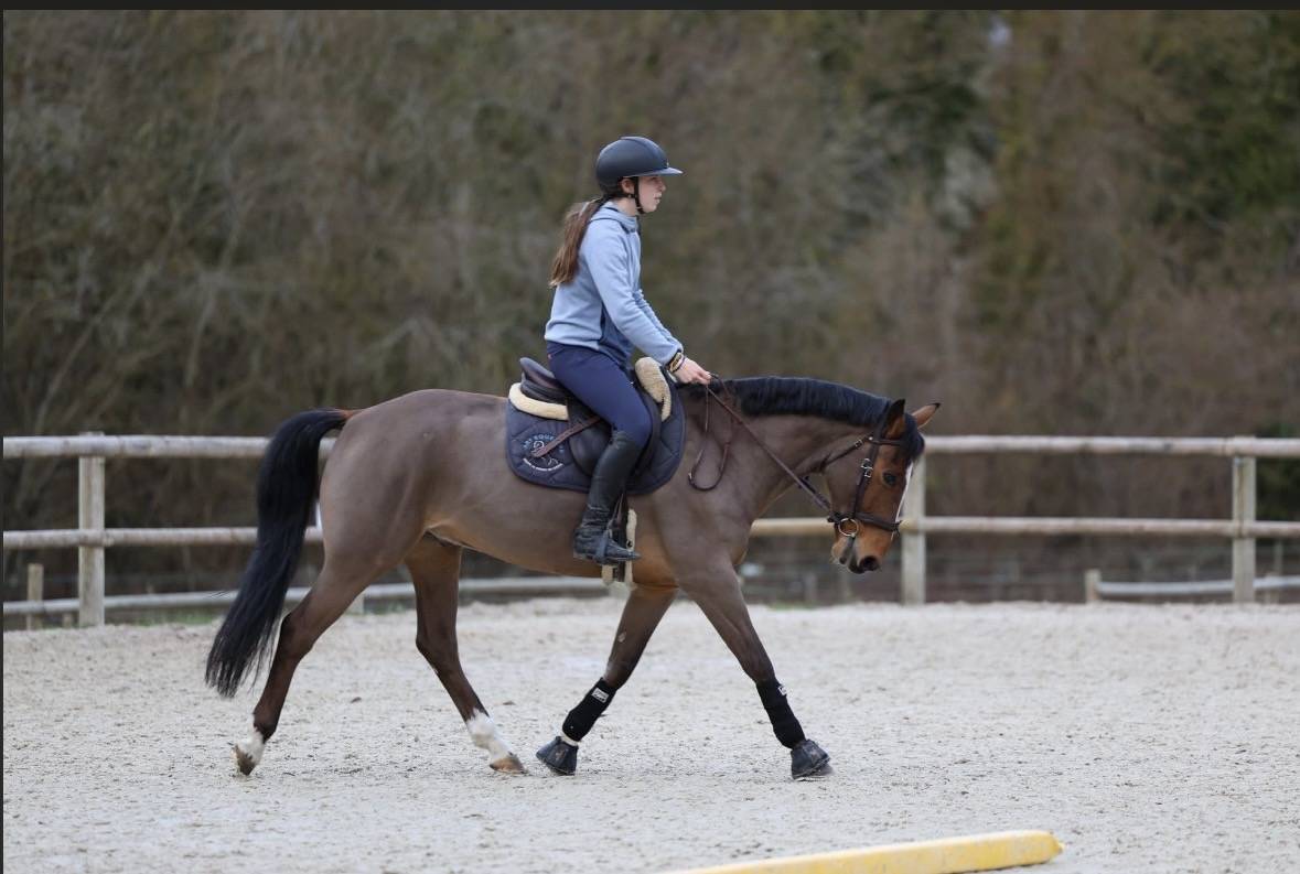 Poney D &agrave; vendre 