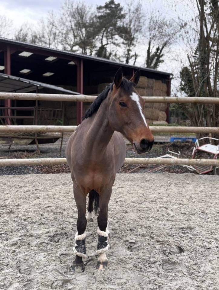 Poney D &agrave; vendre 
