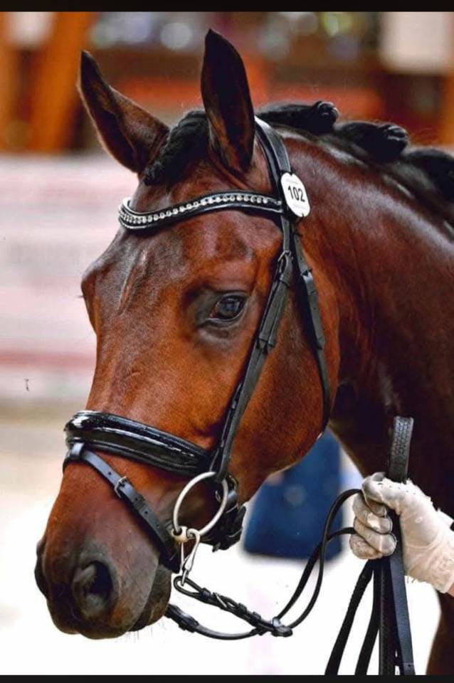 Vente cheval de dressage
