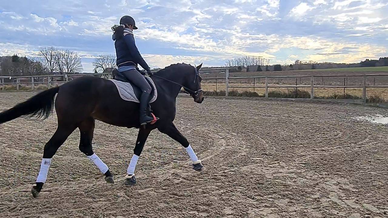 Vente cheval de dressage