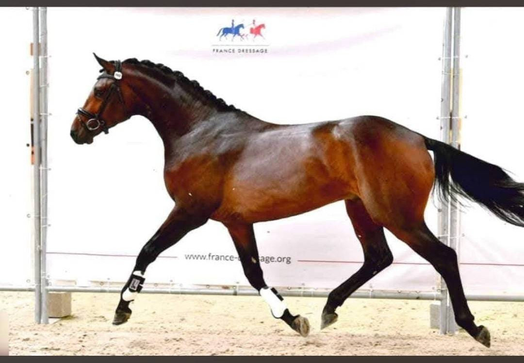 Vente cheval de dressage