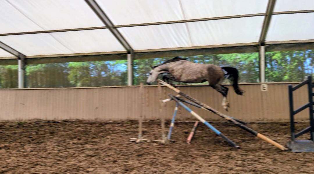 Superbe jument 4 ans par chacco white