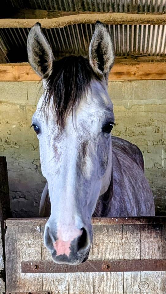 Superbe jument 4 ans par chacco white
