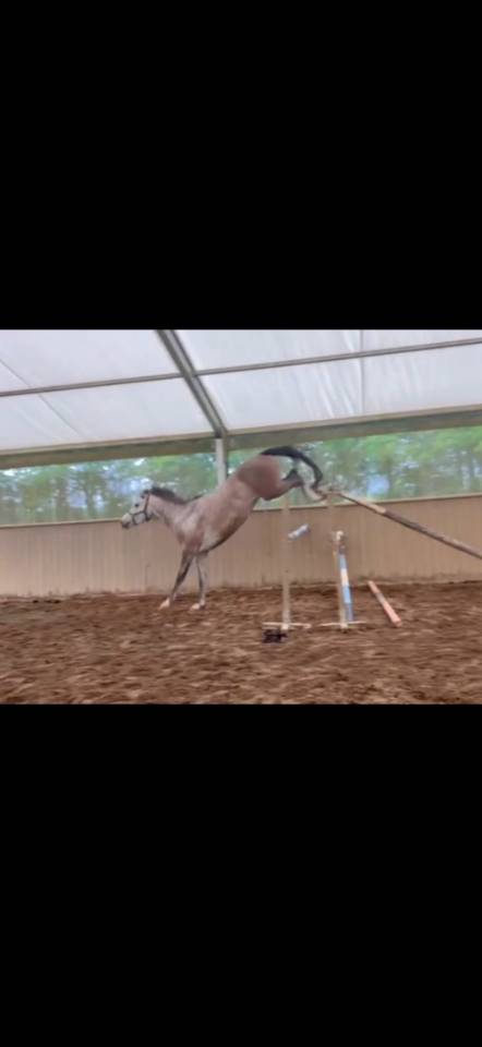 Superbe jument 4 ans par chacco white
