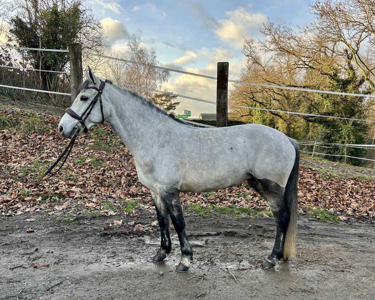 Ponette de 7ans