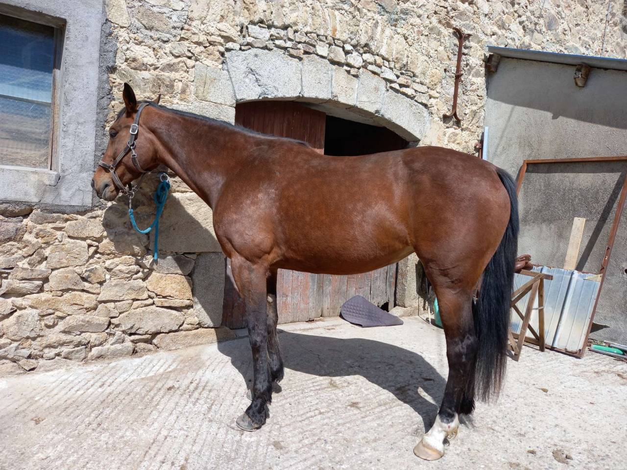 Epona coco - Jument 