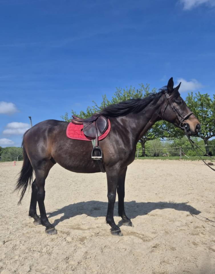  SAINTKADAM - Cheval &agrave; vendre Pur-sang bai brun