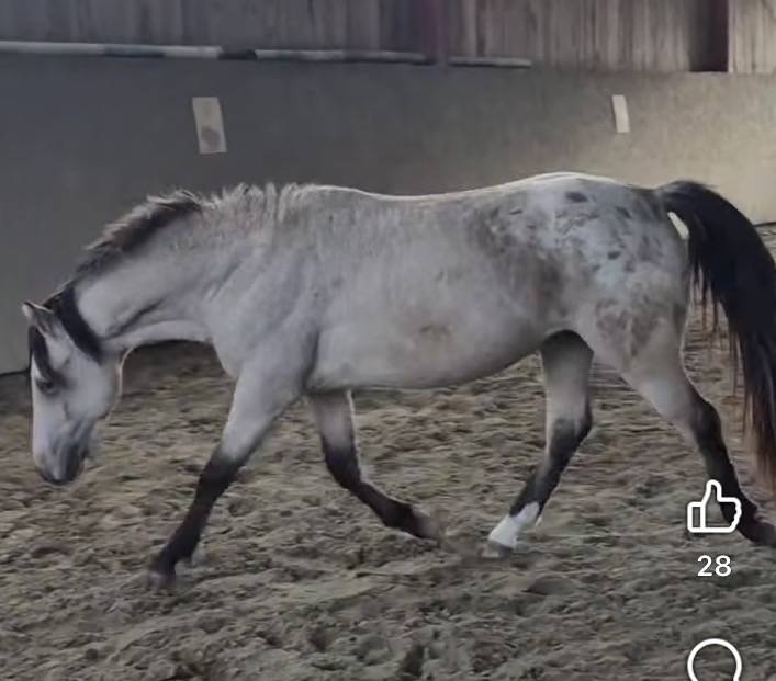 Saillie poney