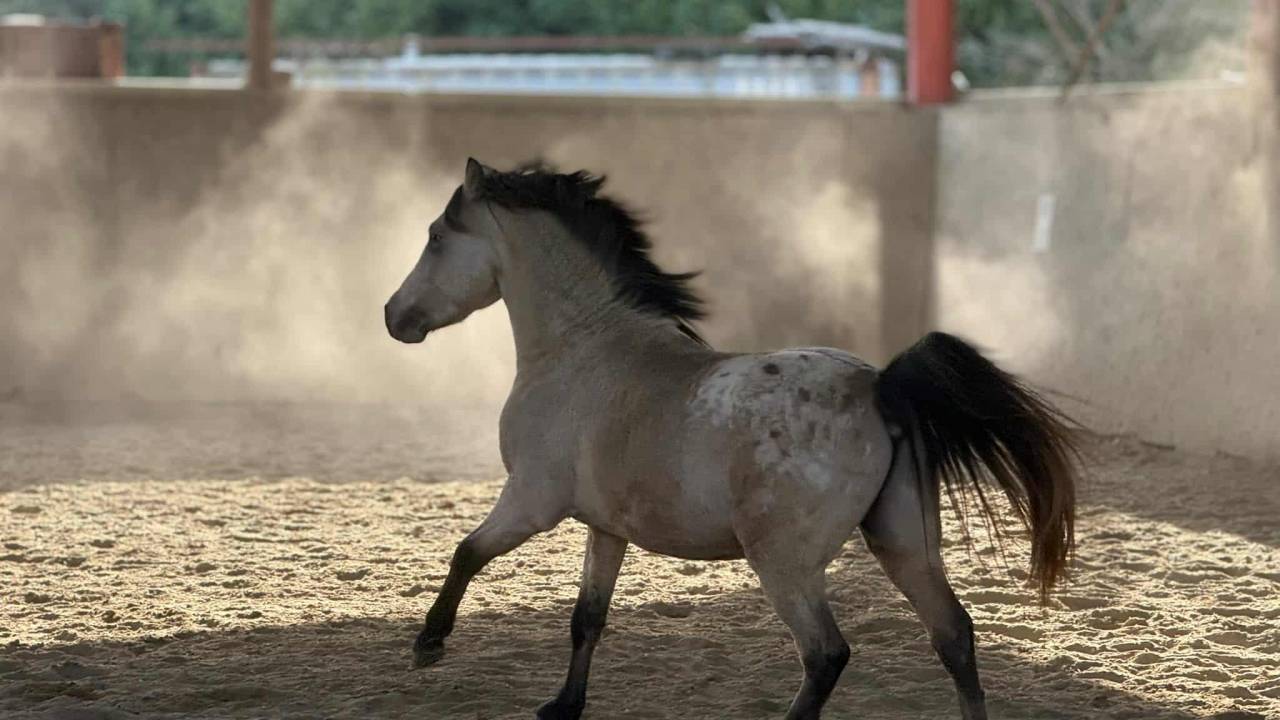 Saillie poney