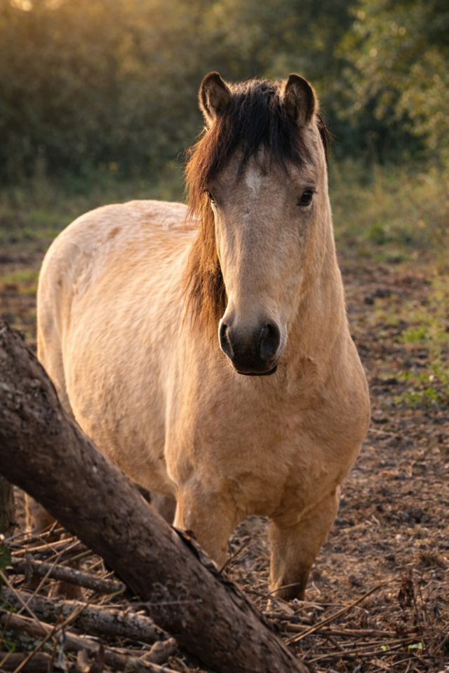 Saillie poney