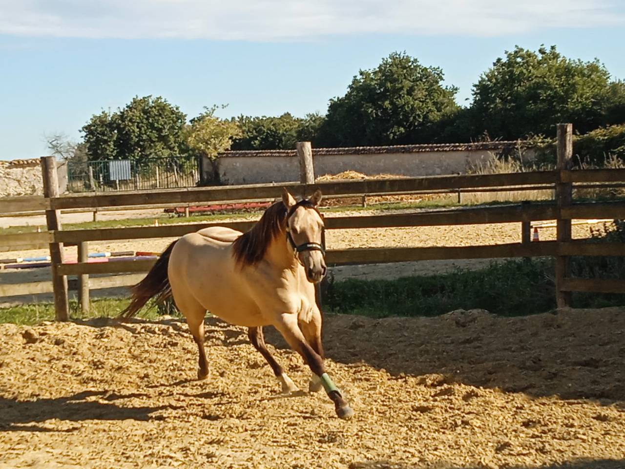 Belle jument quater horse &agrave; d&eacute;bourrer 