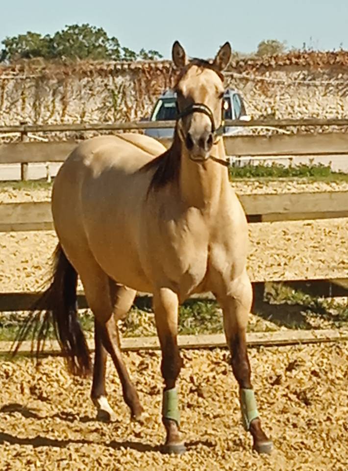 Belle jument quater horse &agrave; d&eacute;bourrer 